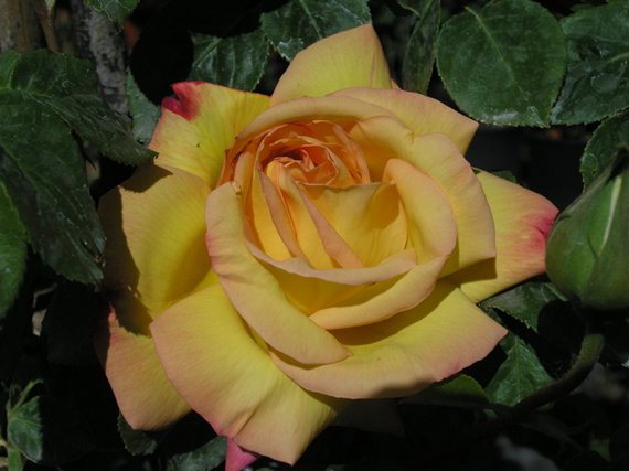 Image Result For Rosa Eterna Color Image Result For Rosa Eterna Color
