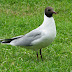 Black-headed gull