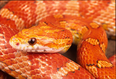 Info-Junction Blog: Corn Snake