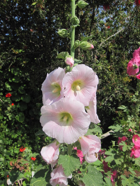 Hollyhocks too!