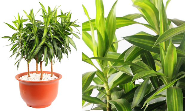 Cura Plantas de Interiores e seus Efeitos Terapêuticos Cura Plantas de Interiores e seus Efeitos Terapêuticos
