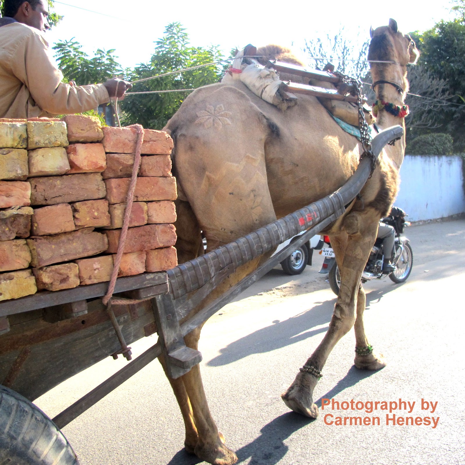 camel+bricks.jpg