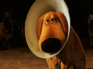 ConeofShame.gif