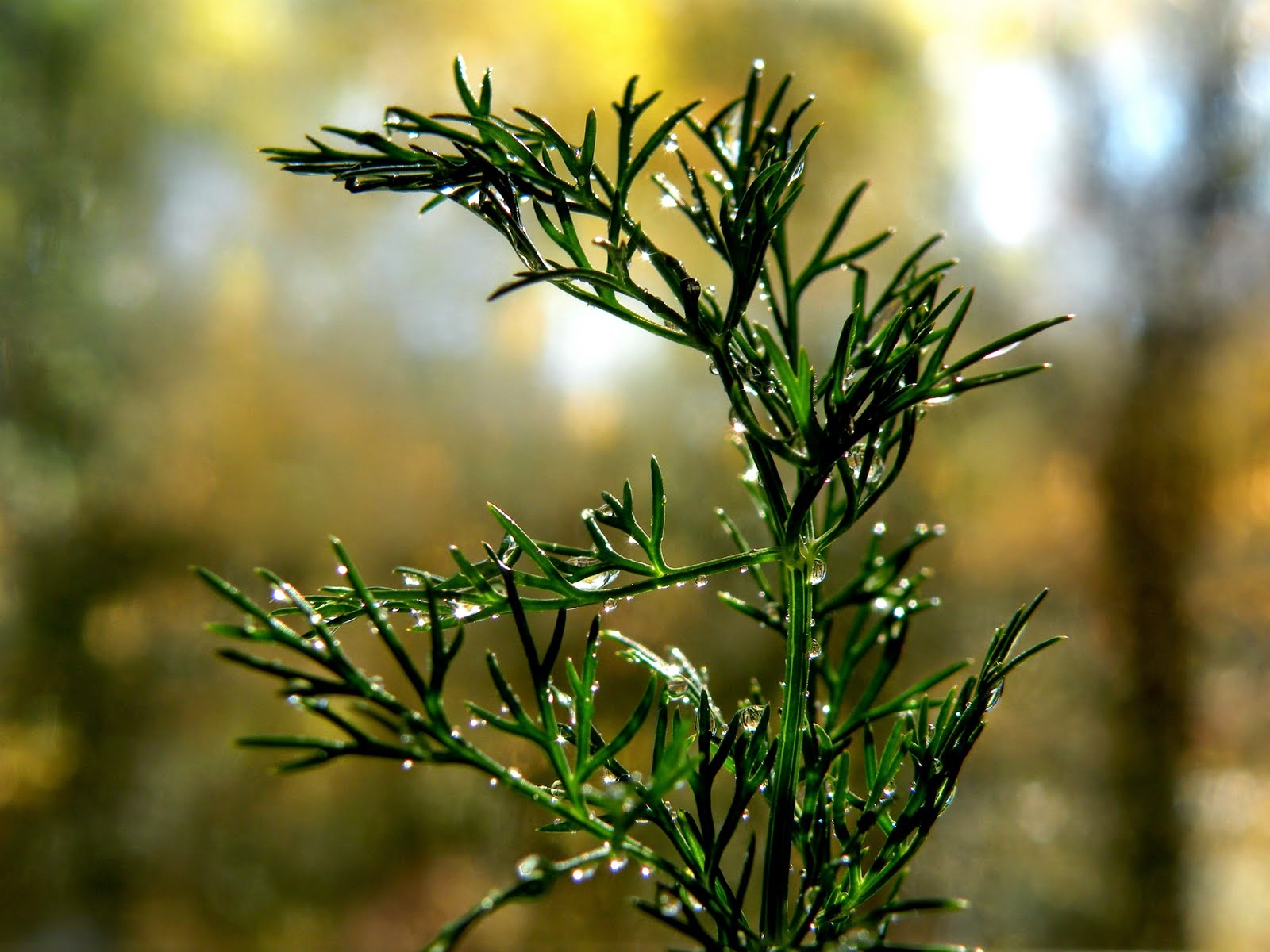 Linn Acres Farm Why You Should Be Growing Dill