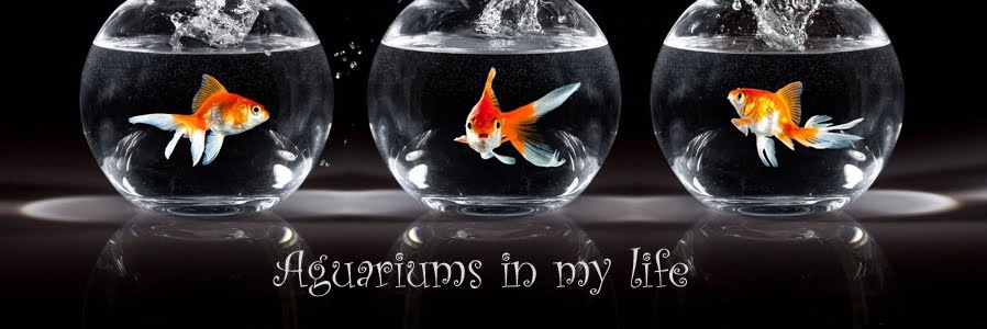 Aquariums in my life