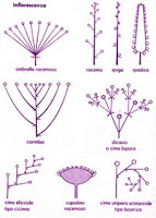 Cosa sono le Infiorescenze •