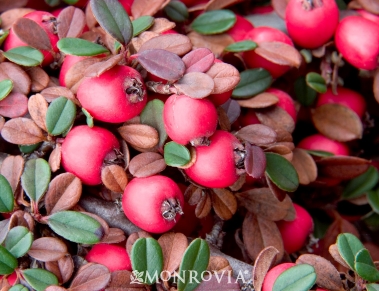 Bearberry Cotoneaster Featuring New Plants Every Day
