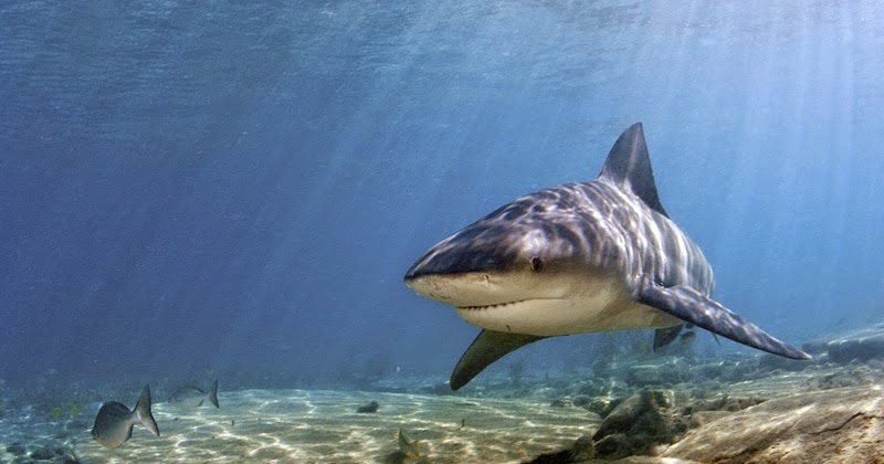 9 Ikan Paling Berbahaya di Dunia yang Pernah Ada