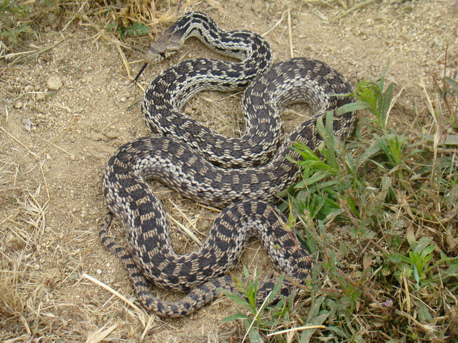 Snake Scary