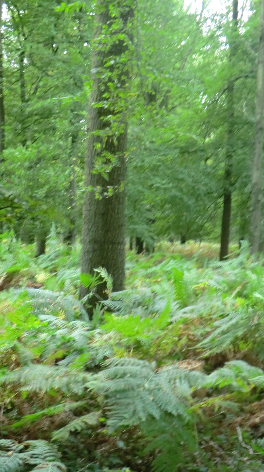 foret de mormal rencontre