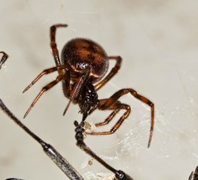 Maine Spiders The Spider Guide