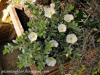 Convolvulus cneorum
