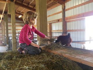 Stella feeding alpaca hay feeding in barn