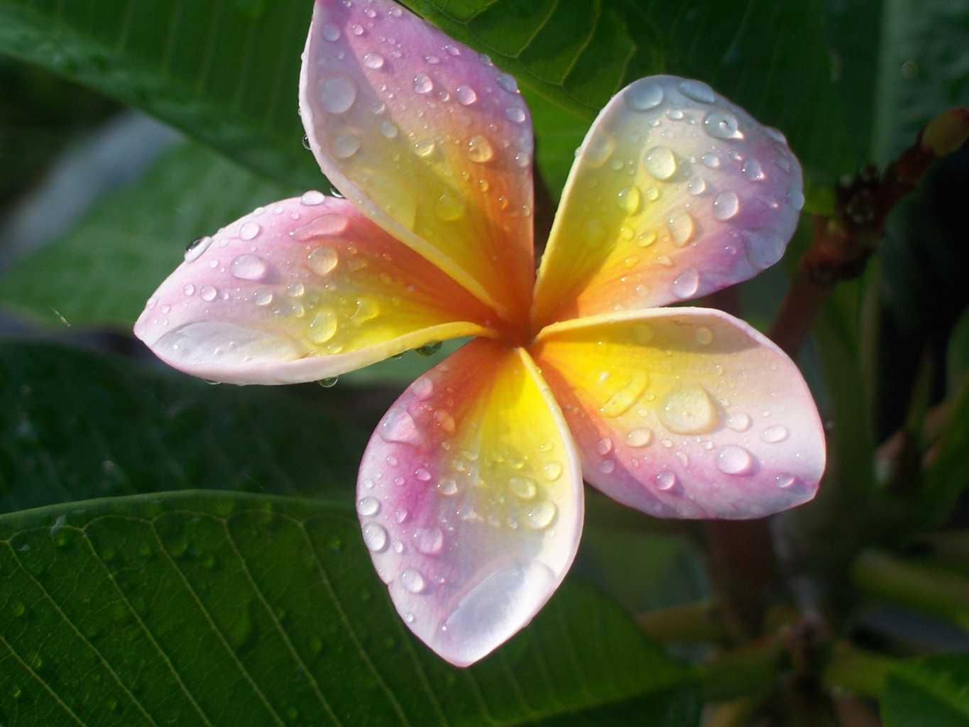 Best Flower's Care PLUMERIA