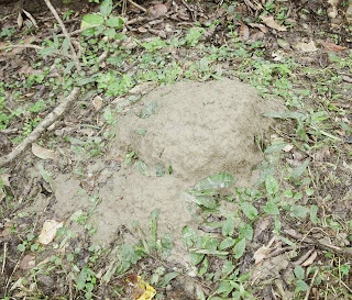 Mound nest of Odontotermes sp