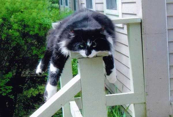 cat-porch.jpg