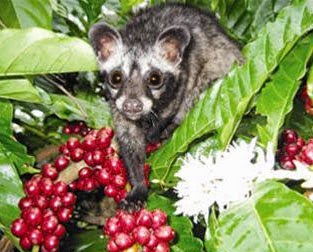 Luwak Weasel, trung nguyen