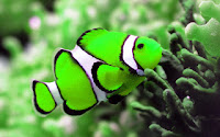 Beautiful Fishes HD Wallpapers