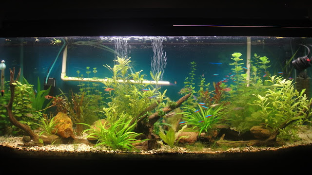 aquascape yang indah foto dekorasi aquascape indah bisnis borneo belajar aquascape yang indah foto dekorasi aquascape indah bisnis borneo belajar