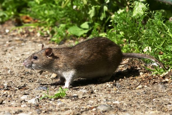 The Pest Advice: Mild Weather Leaves Rats and Mice Out