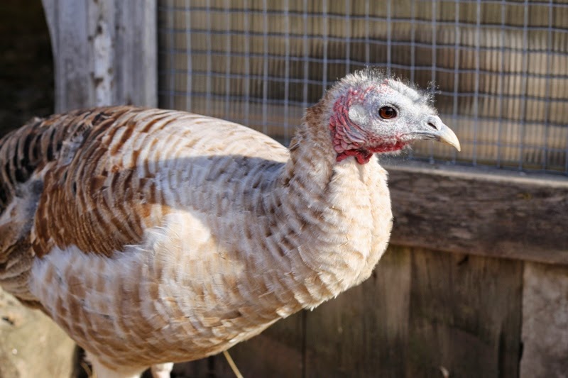 Selma's coloring is lighter than my other two Sweetgrass hens