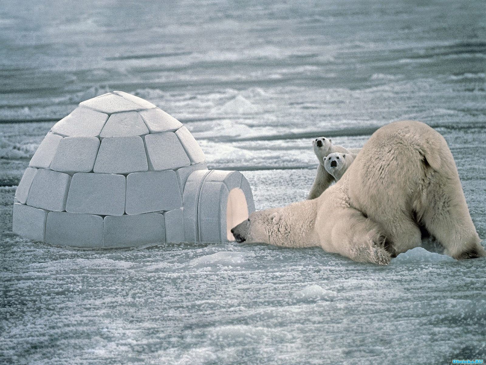 http://4.bp.blogspot.com/-PtOQP4YI_9k/UTKFrgGcCwI/AAAAAAAARvg/ZYYBEkkcmQo/s1600/polar_bear_with_cubs2_wallpaper_hd.jpg