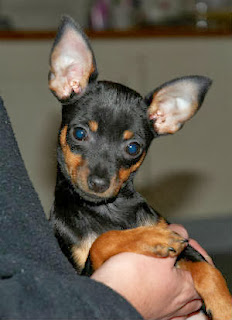 Cachorros pequenos - Pinscher cachorros-pequenos-pinscher