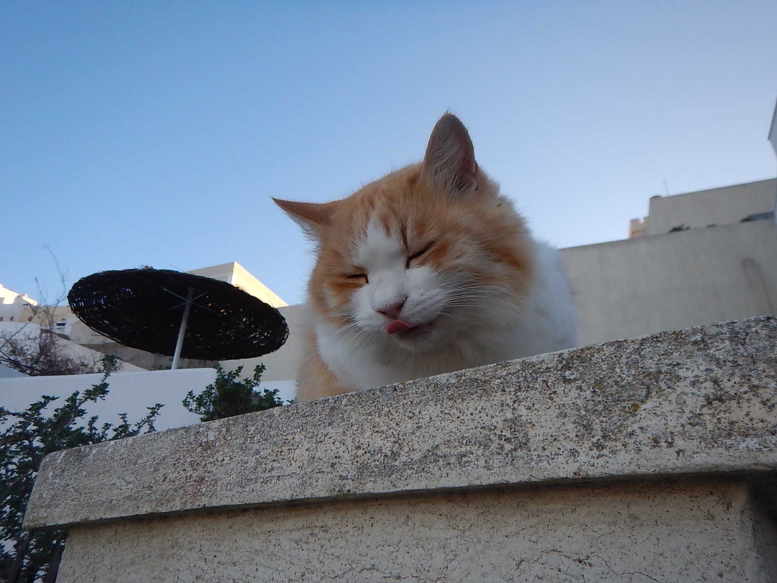 Greek Cat