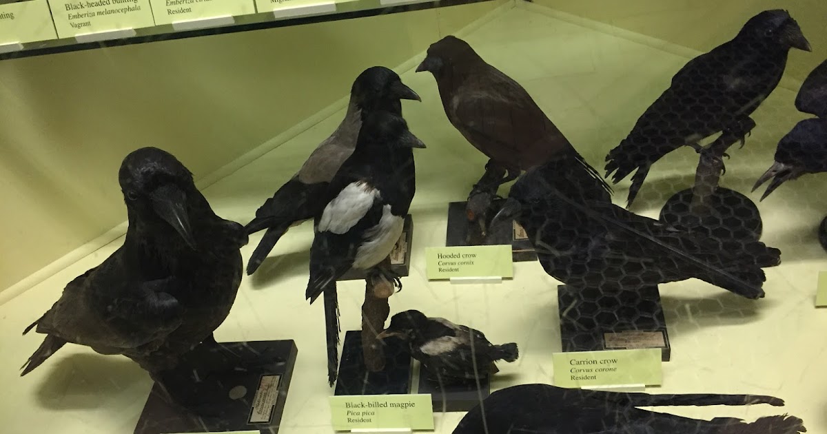 stuffed crow