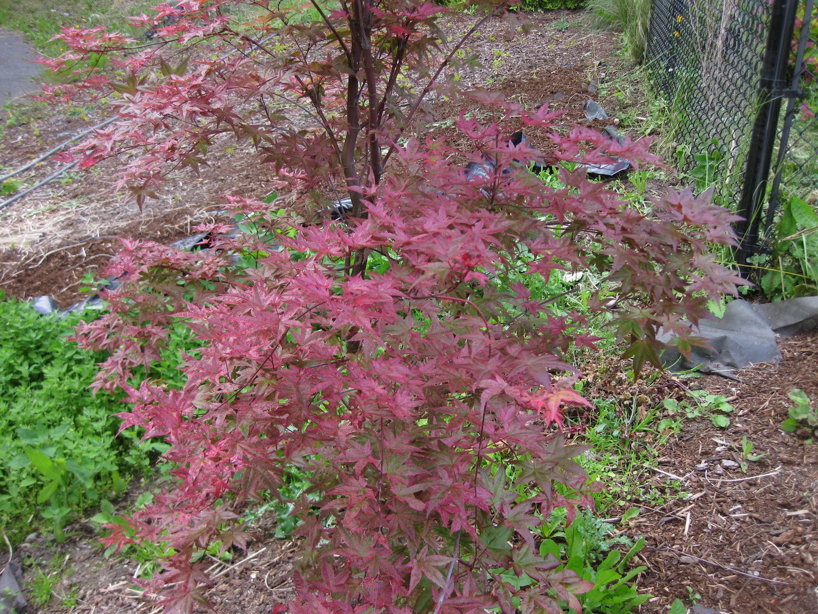 Mary's Maples: Acer palmatum Beni maiko