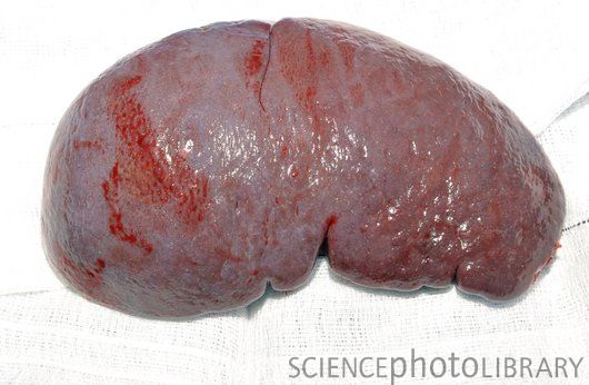 What Does A Dog Spleen Look Like What Does A Dog Spleen Look Like