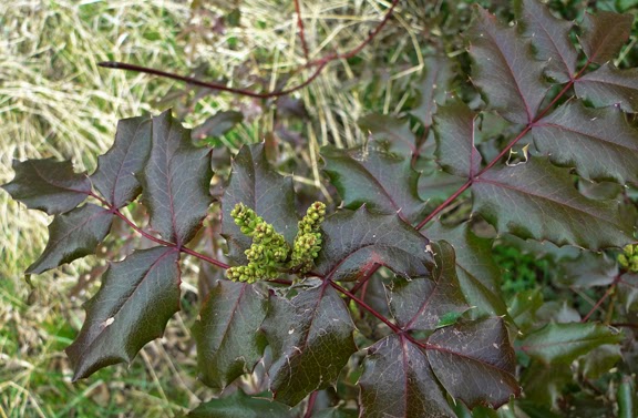 Slatsz Plant Photo Biography Berberis Aquifolium Holly Leaf