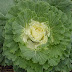 Benefits of Cabbage