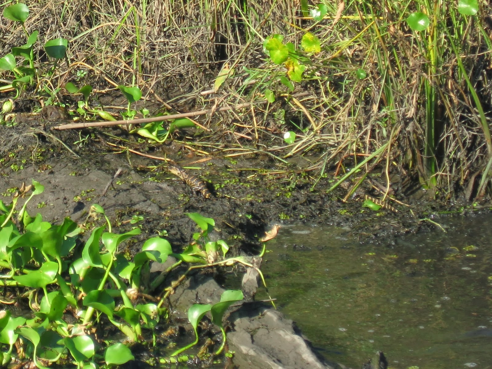 Berliner Zeitgeist: USA Trip Part iv - Mobile, Alabama