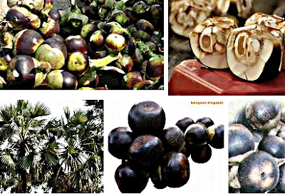 Manfaat nyata buah lontar atau siwalan untuk tubuh Manfaat nyata buah lontar atau siwalan untuk tubuh
