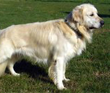 Alive Golden Retriever Breeder Ny Image