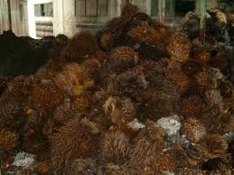 palm kernel shells a potential modifier Palm kernel shells are a by-product of palm plantations used for making organic briquettes (charcoal) ready for selling to chinese buyers. palm kernel shells a potential modifier Palm kernel shells are a by-product of palm plantations used for making organic briquettes (charcoal) ready for selling to chinese buyers.