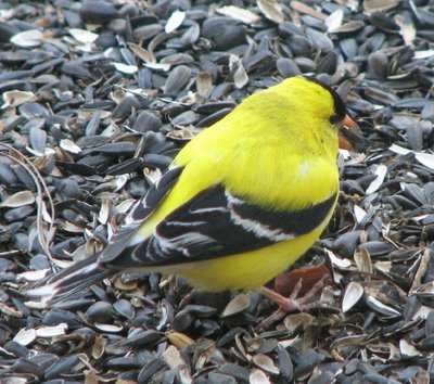 goldfinch,animalia,chordata,aves,passeriformes,bird,