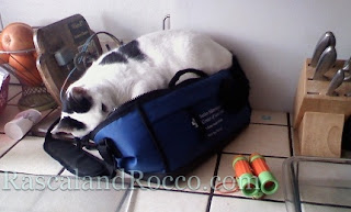 cat in lunchbox Rascal and Rocco