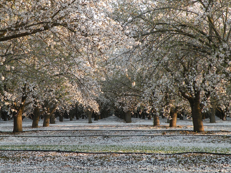 The almond trees in bloom.