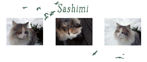 Katten Sashimi