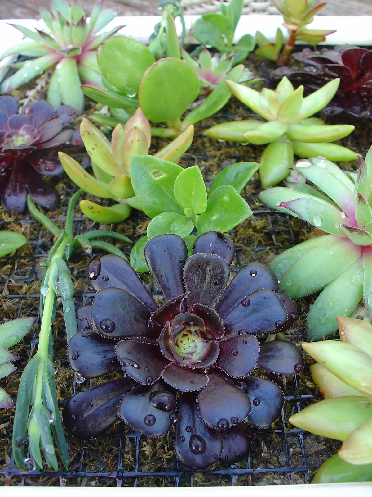 Jardim Vertical de Plantas Suculentas Framed Vertical Succulent Jardim Vertical de Plantas Suculentas Framed Vertical Succulent