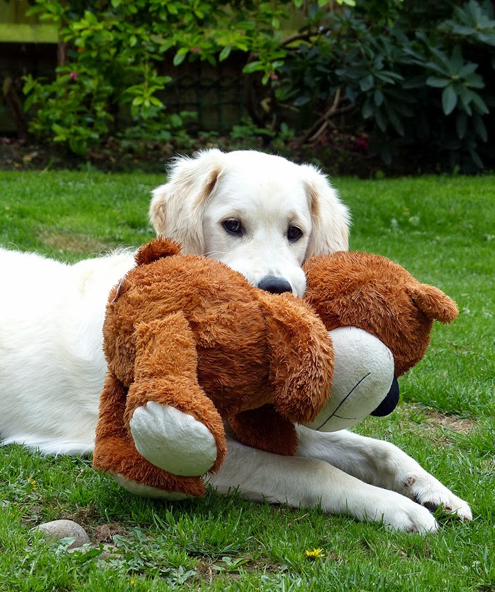 Love me, love my teddy!