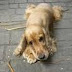 COCKER ENCONTRADA NA RUA FERNANDÓPOLIS!!!