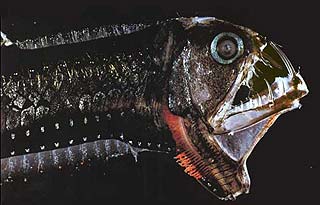 You Know What 10 Hewan Laut Menakjubkan