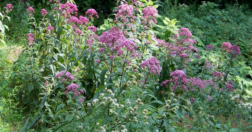 Outside Clyde: Out There In the Wild Cultivated Gardens