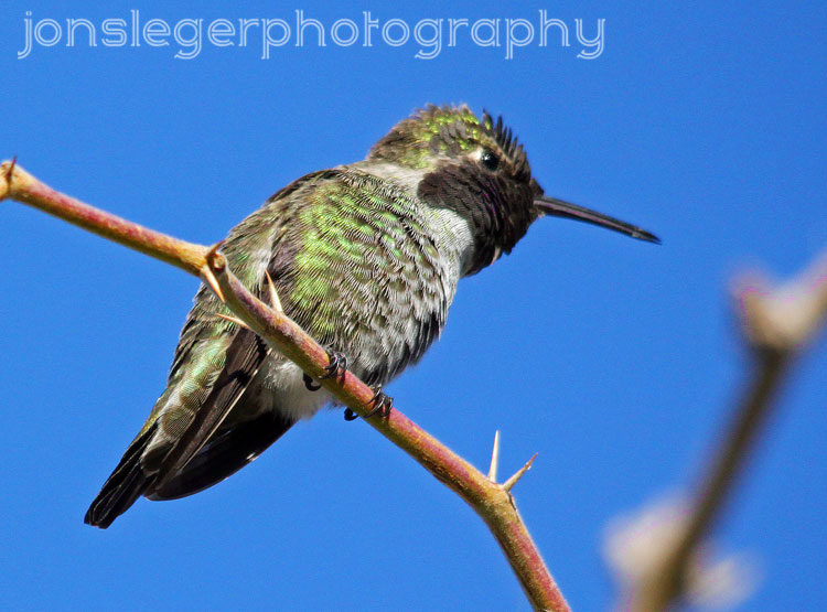 northern illinois birder anna s hummingbird northern illinois birder anna s hummingbird
