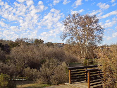 Part of Salinas River Trail in Paso Robles, Larry Moore Park, © B. Radisavljevic