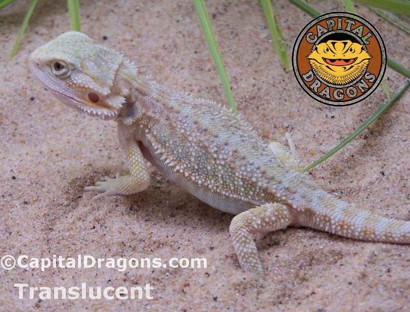 red translucent bearded dragon for sale red translucent bearded dragon for sale