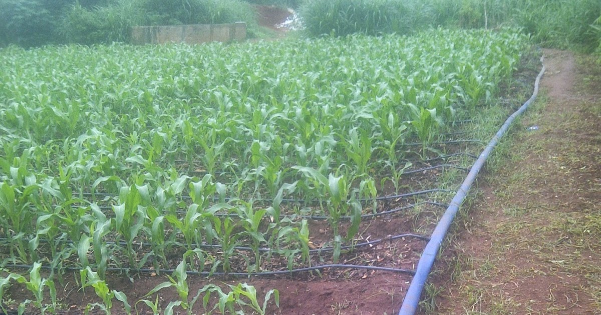 FEMI FARMS, AKURE maize cultivation on drip irrigation
